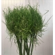 ALLIUM VERDE GREEN CRAZE IMPORTACION HOLANDA      