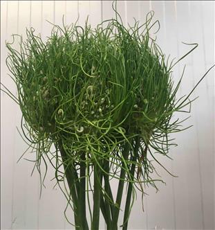 ALLIUM VERDE GREEN CRAZE IMPORTACION HOLANDA      