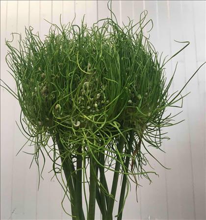 ALLIUM VERDE GREEN CRAZE IMPORTACION HOLANDA      