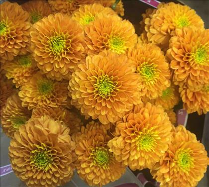 CRISANTEMO NARANJA LIONKING                       