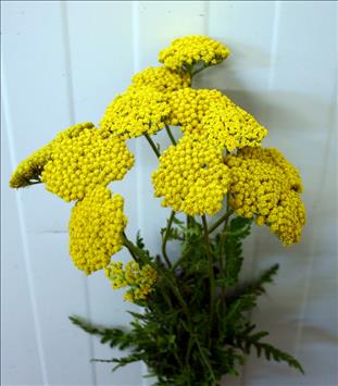 ACHILLEA AMARILLA CULTIVO NACIONAL                