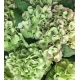 HYDRANGEA VERDE CLARO MY MATCHA 60                