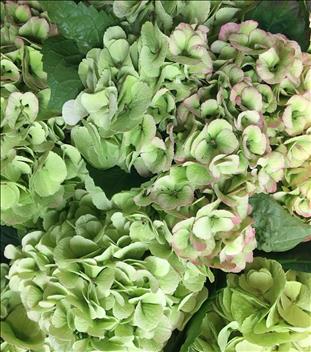 HYDRANGEA VERDE CLARO MY MATCHA 60                