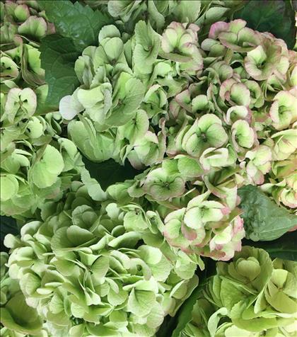 HYDRANGEA VERDE CLARO MY MATCHA 60                