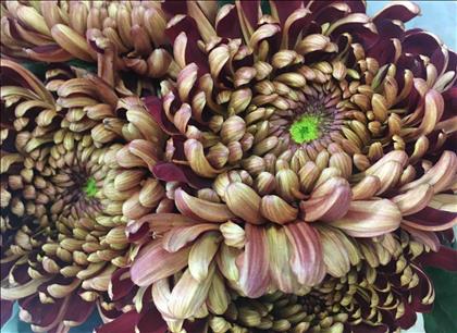 CRISANTEMO.UNIFLORA ROJO OSCURO SHEER RED IMP.    