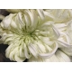 CRISANTEMO.UNIFLORA BLANCO VIENNA WHITE           