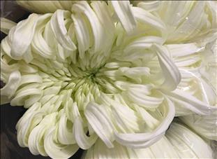 CRISANTEMO.UNIFLORA BLANCO VIENNA WHITE           