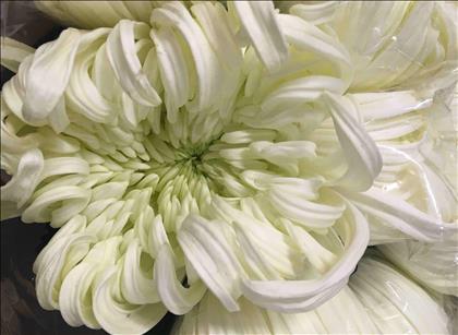 CRISANTEMO.UNIFLORA BLANCO VIENNA WHITE           