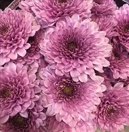 CRISANTEMO ROSA FABIENNE                          