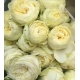 ROSAS SPRAY BLANCA AYALA 60/70 IMP.               