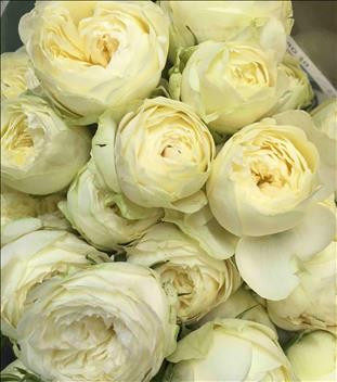 ROSAS SPRAY BLANCA AYALA 60/70 IMP.               