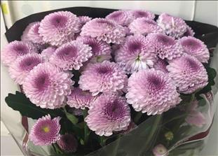 CRISANTEMO ROSA SUGARBUNDY IMPORTACION HOLANDA    