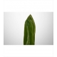 Verde CORDELINE VERDE                             