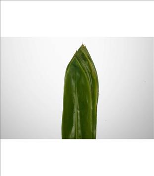 Verde CORDELINE VERDE                             
