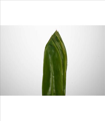 Verde CORDELINE VERDE                             