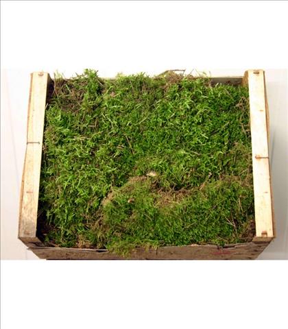 Verde MUSGO VERDE CAJA                            