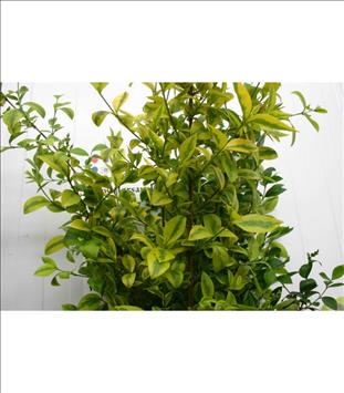 Verde TRUANILLA                                   