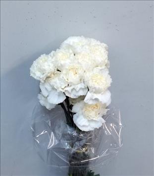 CLAVEL.SELECT BLANCO IMPORTACION                  