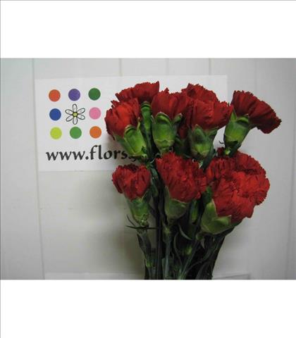 CLAVEL.SELECT ROJO IMPORTACION                    
