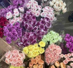 CLAVEL.FANCY COLORINES NO HAY FUXIAS/NI LILAS¡¡   