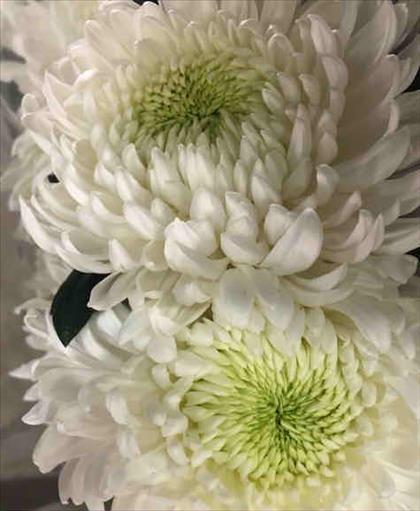 CRISANTEMO BOLA BLANCA CULTIVO NACIONAL EXTRA     