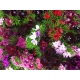 CLAVEL POETA CULTIVO NACIONAL  EXTRA              