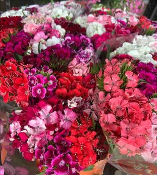 CLAVEL POETA CULTIVO NACIONAL  EXTRA              