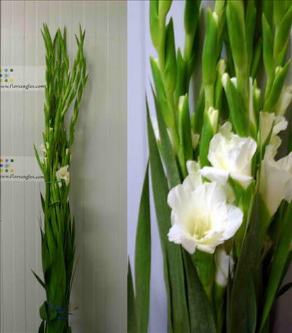 GLADIOLO BLANCO  CULTIVO NACIONAL                 