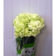 CLAVEL.FANCY VERDE IMPORTACION                    