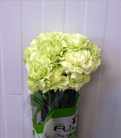 CLAVEL.FANCY VERDE IMPORTACION                    