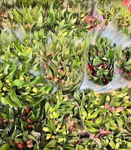 ALSTROEMERIA VARIADA IMPORTACION HOLANDA          