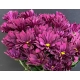 CRISANTEM LILA PURPLE STAR                        