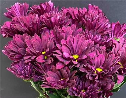 CRISANTEM LILA PURPLE STAR                        