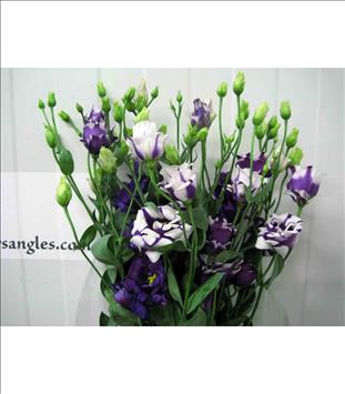LISIANTHUS BICOLOR AZUL/BLN PICOTEE IMP.          