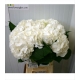 HYDRANGEA BLANCA SCHNEEBALL 60 /IMP.              