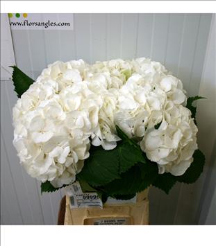 HYDRANGEA BLANCA SCHNEEBALL 60 /IMP.              
