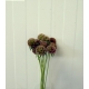 SCABIOSA MARRON FRUTO 60 IMPORTACION HOLANDA      