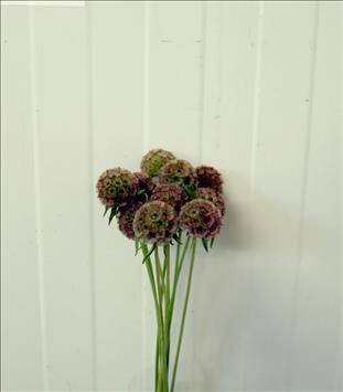 SCABIOSA MARRON FRUTO 60 IMPORTACION HOLANDA      
