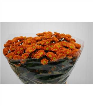 CRISANTEMO .SANTINI NARANJA MADIBA IMP.HOLANDA    