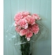 CLAVEL.FANCY ROSA                                 
