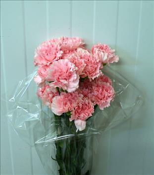 CLAVEL.FANCY ROSA                                 