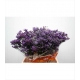 LIMONIUM SAFORA DARK AZUL IMPORTACION HOLANDA     