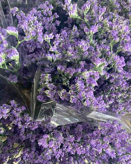 LIMONIUM SAFORA DARK AZUL IMPORTACION HOLANDA     