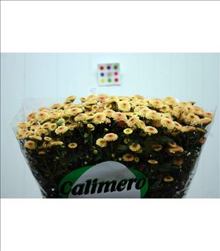 CRISANTEMO .SANTINI CALIMERO SALMON IMP.HOLANDA   