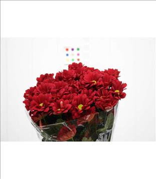 CRISANTEMO RUBYRED ROJO OSCURO                    