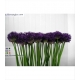 ALLIUM PURPER SENSATION LILA 65 MINI IMPORTACION H