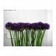 ALLIUM LILA PURPER SENSATION 80 MINI IMP.         