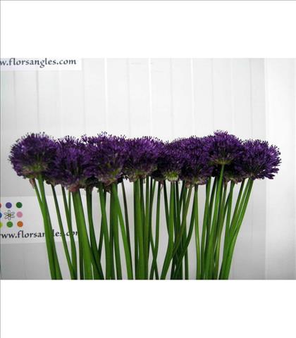 ALLIUM PURPER SENSATION LILA 65 MINI IMPORTACION H