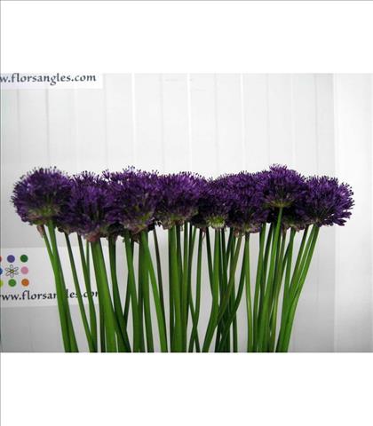 ALLIUM LILA PURPER SENSATION 80 MINI IMP.         