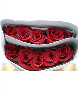 ROSES.ECUADOR  50 ROJA FREEDOM CLMB ORINOCO       